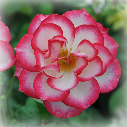 wild rose 1